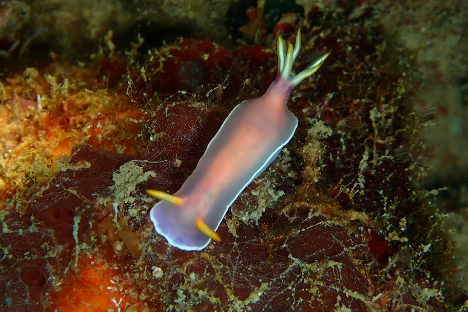 Kota Kinabalu