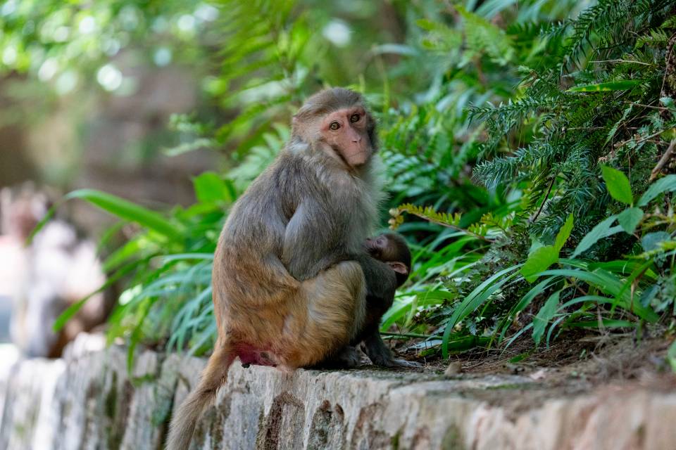 Macaques in Qianlingshan Guiyang
