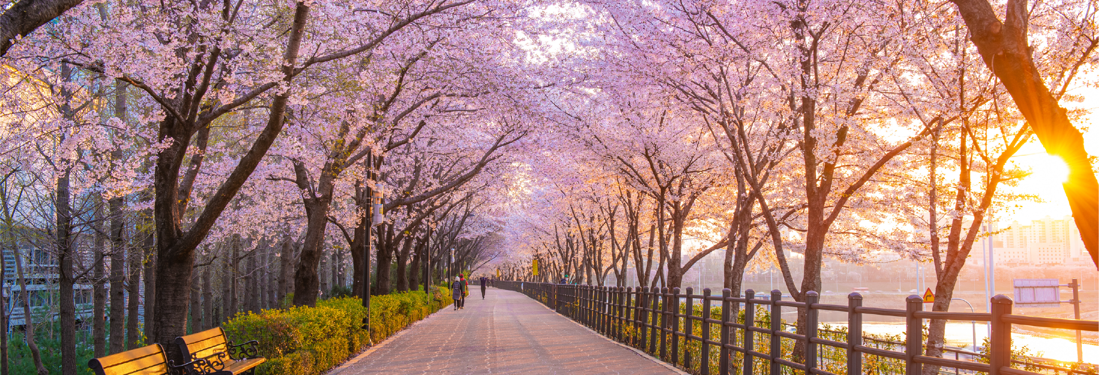 Sakura 2026 Header