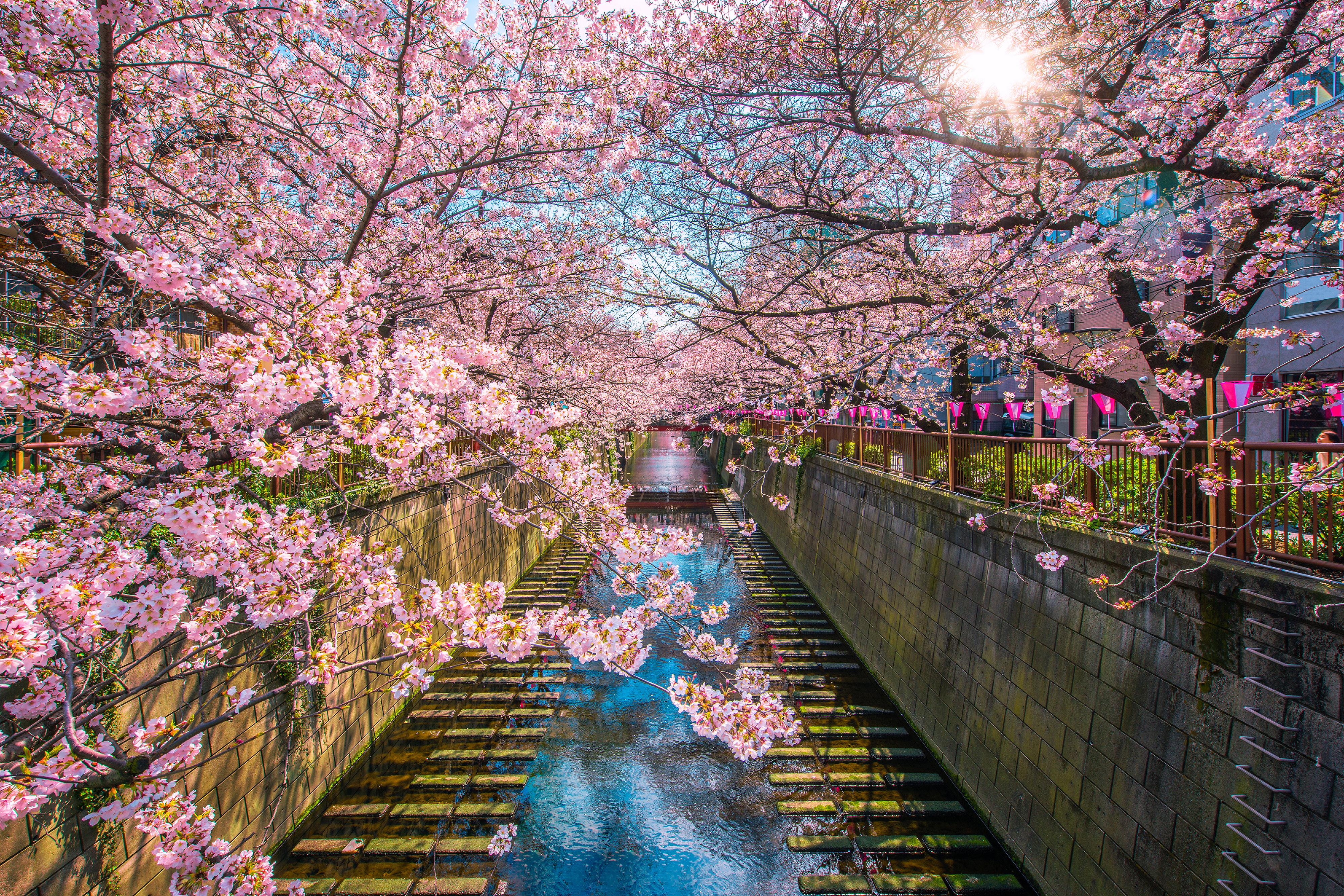 Meguro River Tokyo