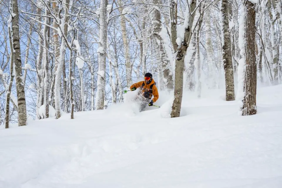 Advanced skier skiing through japow snow at Rusutsu